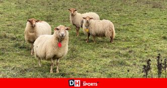 Des enfants maltraitent un mouton jusqu'à la mort, GAIA porte plainte