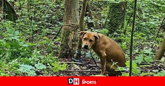 Abandonné et attaché à un arbre dans le bois de Colfontaine : les internautes indignés et émus par l'histoire d'un chien qui doit sa vie aux promeneurs