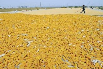 Le maïs et le soja progressent en raison des dégâts subis par les cultures en Russie et en Argentine
