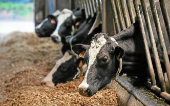Pourquoi la maladie touchant les bovins va bientôt reprendre