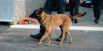 JO Paris 2024 : dans les coulisses de la formation des chiens renifleurs d'explosifs