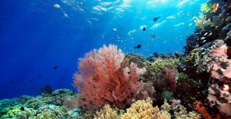 Le blanchissement des coraux cache un message inquiétant pour la planète