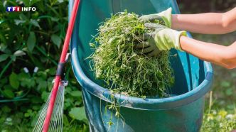 Grâce à ces techniques, vous pouvez recycler l'herbe tondue du jardin  | TF1 INFO