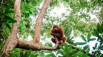 Production d'huile de palme en Malaisie : qu'est-ce que la "diplomatie de l'orang-outan" ?