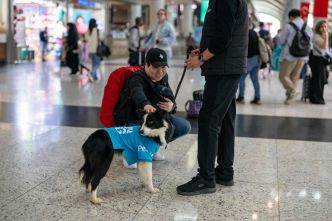 Aéroport d'Istanbul : contre le stress de l'avion et les peines liées aux au revoir, des chiens réconfortent les passagers