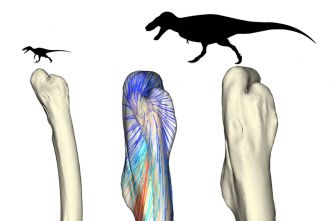 Le fémur était la botte secrète de l'évolution des dinosaures bipèdes géants