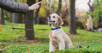 7 conseils pour bien éduquer son chien