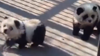 En Chine, un zoo fait scandale en teignant des chiens en noir et blanc pour faire croire que ce sont des pandas