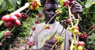 Centrafrique : lORCCPA saisit une importante quantité de café destinée au trafic illicite (Radio Ndeke Luka)