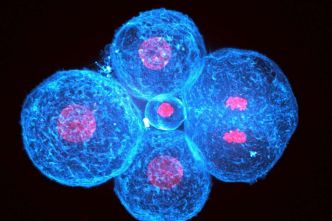 Le premier changement de forme de l'embryon humain est dû à la contraction de ses cellules