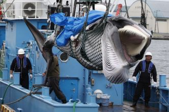 Le Japon continue de développer la chasse à la baleine, activité marginale élevée au rang de fierté nationale