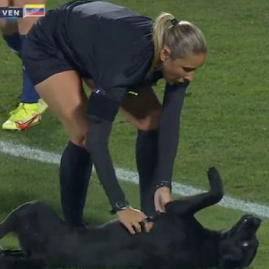 Un chien s'incruste sur un terrain de foot au Chili et exige des câlins aux joueuses