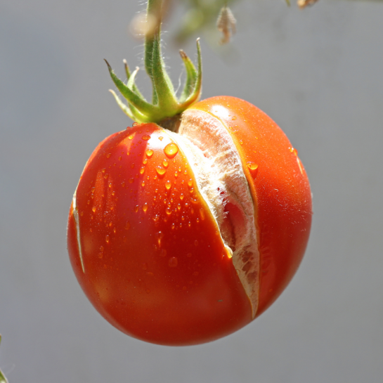 Pourquoi les tomates se fendent-elles et comment y remédier ?