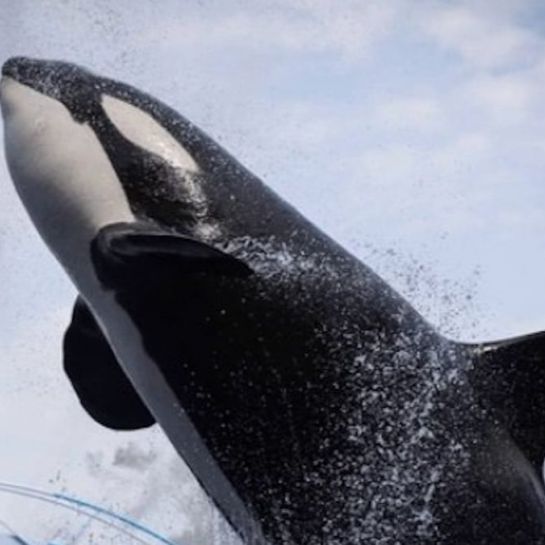 Marineland d'Antibes : le parc animalier annonce la mort d'une orque, la deuxième en cinq mois