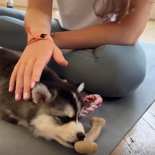 Puppy yoga : « C'est du cirque »... Derrière le côté mignon de la pratique, des risques pour la santé des chiots