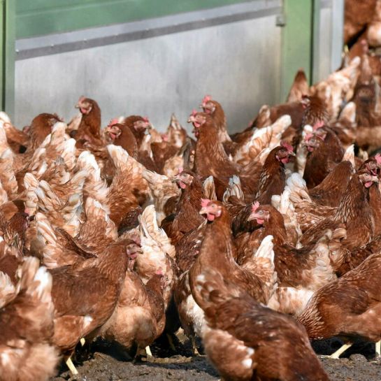 L'OMS s'inquiète de la propagation d'une nouvelle souche de grippe aviaire à l'homme
