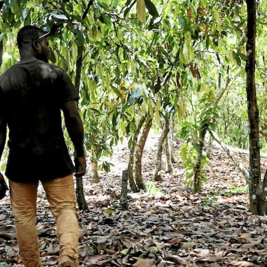 Côte d'Ivoire : quand le prix du cacao cristallise les enjeux de toute une filière