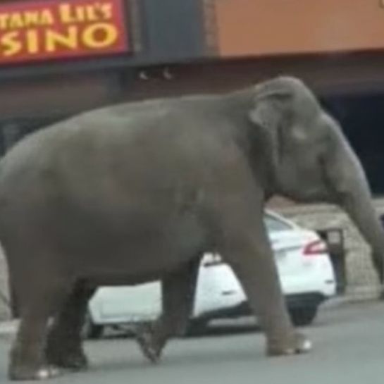 Un éléphant de cirque s'échappe de son enclos et se promène dans le centre-ville