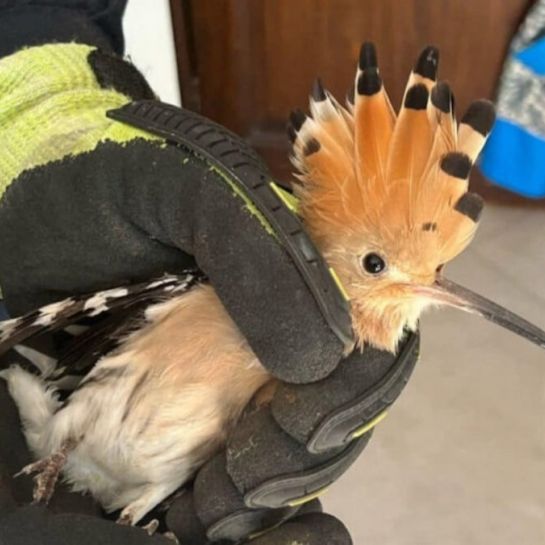 Un oiseau à l'allure exotique coincé dans une cheminée a été secouru par des sapeurs-pompiers du Gard
