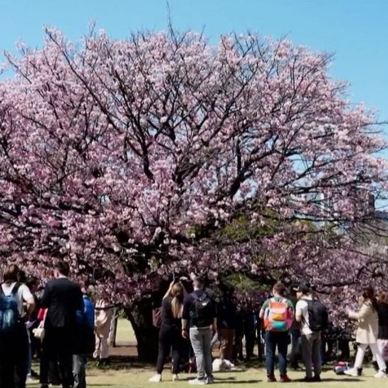 Japon : les cerisiers entrent dans leur période de floraison