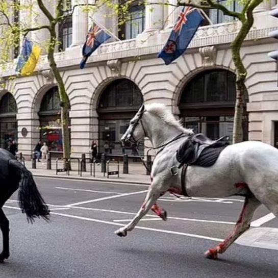 Des chevaux apeurés et en cavale sèment la panique dans les rues de Londres, blessant plusieurs personnes