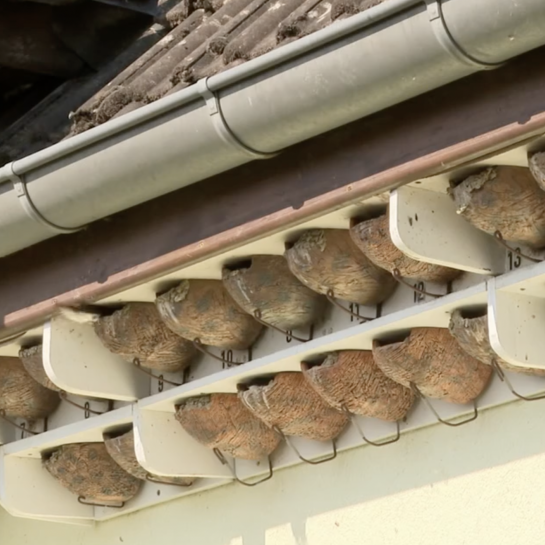 VIDÉO. Vivre avec 54 nids d’hirondelle sur les murs de sa maison, ça donne ça...