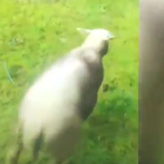 Des enfants maltraitent et tuent un mouton sous les yeux de leurs parents hilares, la vidéo fait scandale