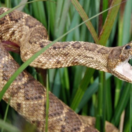« Nous devons nous préparer » : le réchauffement climatique pourrait engendrer une vaste migration de serpents dangereux