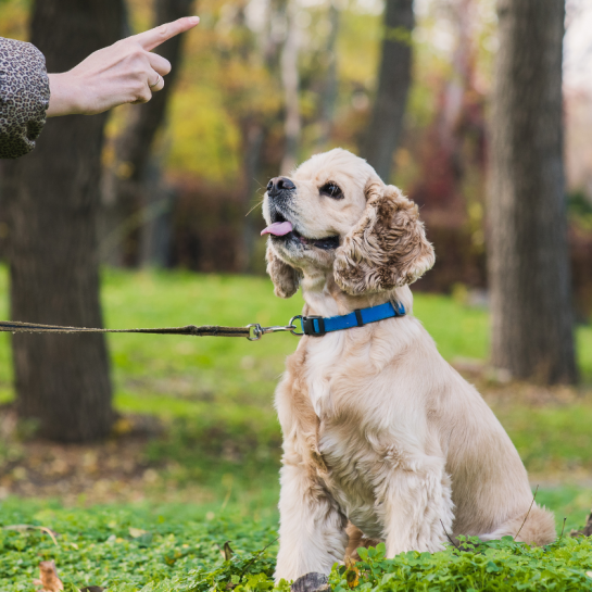 7 conseils pour bien éduquer son chien