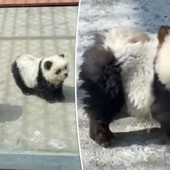 Ces bébés pandas, exposés dans un zoo chinois, sont en réalité des chiens teints en noir et blanc