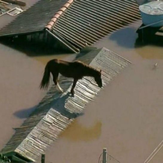 VIDÉO : les images d'un cheval pris au piège, lors d'une violente inondation au Brésil, font le tour du monde